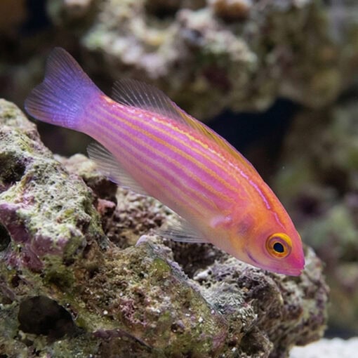 Earles Fairy Wrasse
