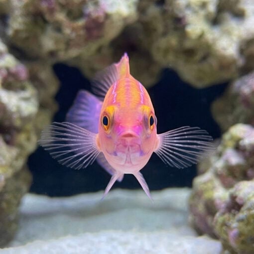 Earles Fairy Wrasse - Image 2