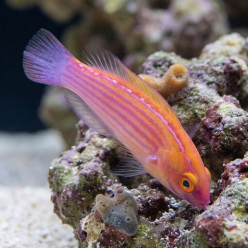 Earles Fairy Wrasse - Image 3