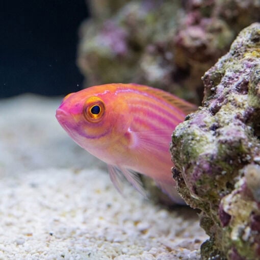 Earles Fairy Wrasse - Image 4
