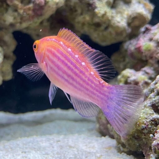 Earles Fairy Wrasse - Image 5