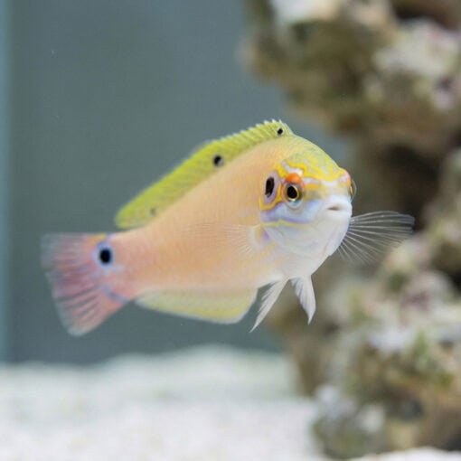 Earmuff Wrasse - Image 2