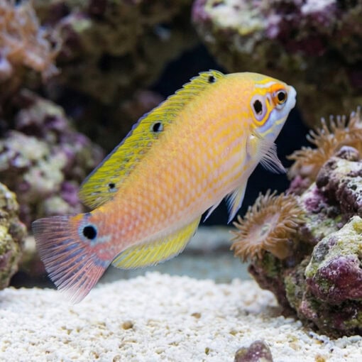 Earmuff Wrasse - Image 3