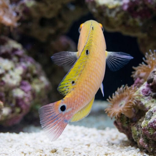 Earmuff Wrasse - Image 4