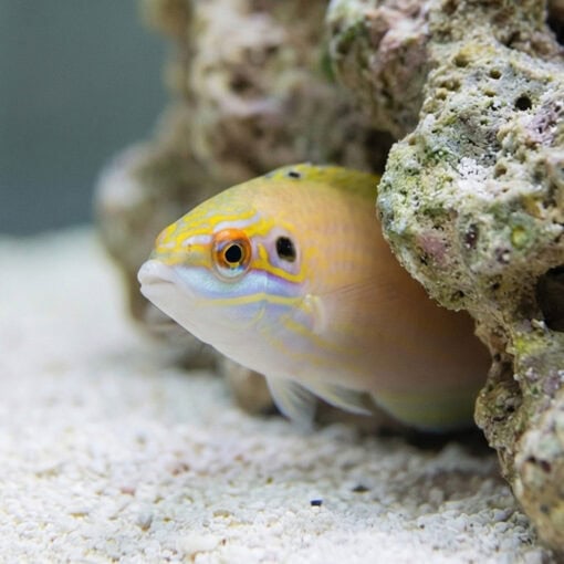 Earmuff Wrasse - Image 5