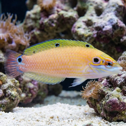 Earmuff Wrasse