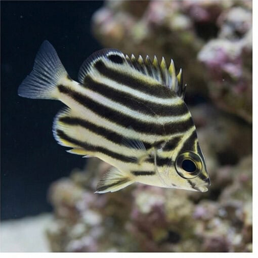 Stripey - Image 3