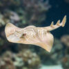 Eastern Fiddler Ray