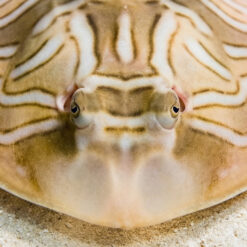 Alternative view of Eastern Fiddler Ray