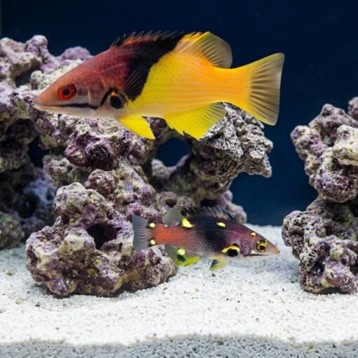 Eclipse Hogfish