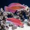 Eight Line Flasher Wrasse