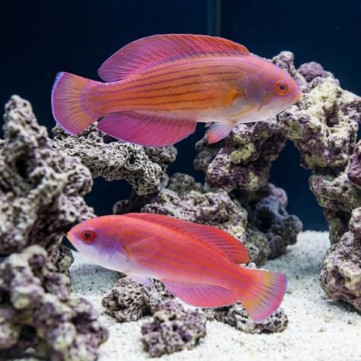 Eight Line Flasher Wrasse