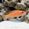 Eight Line Wrasse