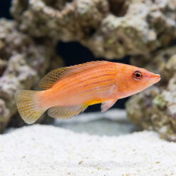 Eight Line Wrasse