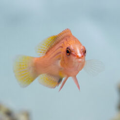 Alternative view of Eight Line Wrasse