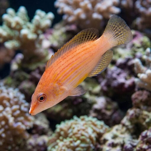 Eight Line Wrasse - Image 3