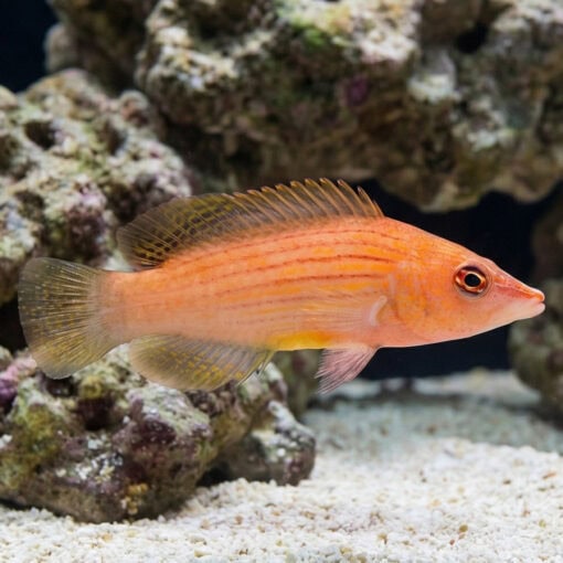 Eight Line Wrasse - Image 4