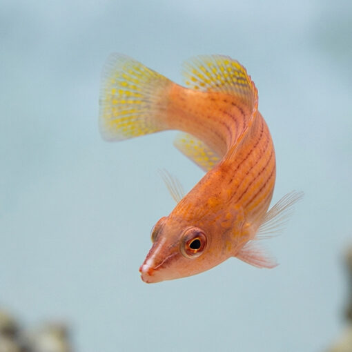 Eight Line Wrasse - Image 5