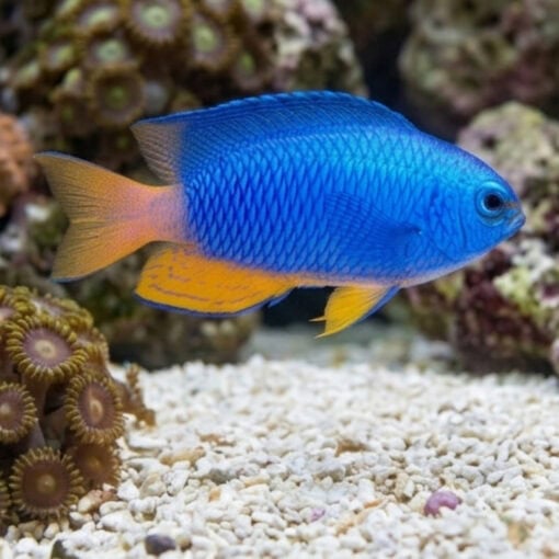 Electric Blue Damsel