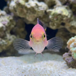 Alternative view of Red Head Pseudochromis