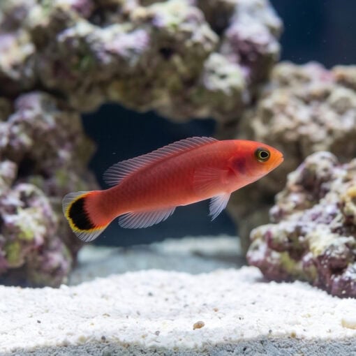 Red Head Pseudochromis - Image 3