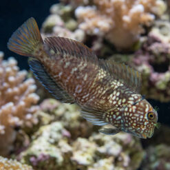 Ember Blenny
