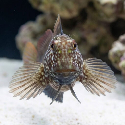 Ember Blenny - Image 2