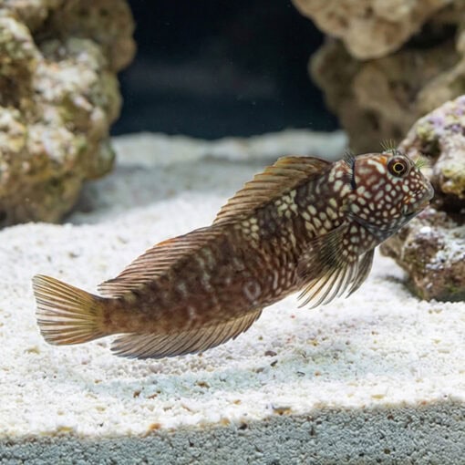 Ember Blenny - Image 3