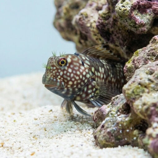 Ember Blenny - Image 4