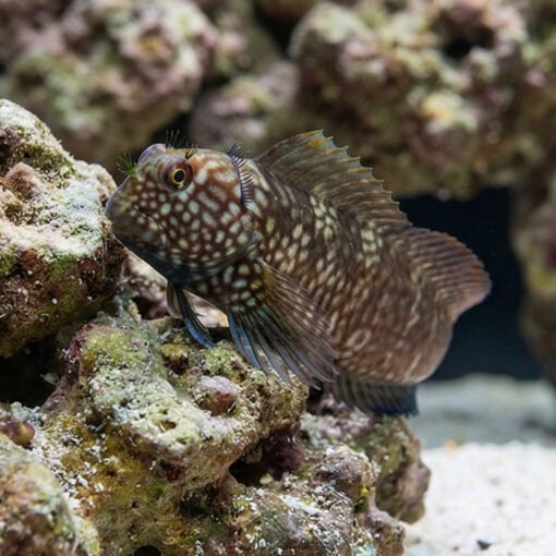 Ember Blenny - Image 5