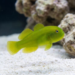 Emerald Coral Clown Goby