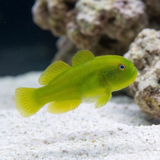 Emerald Coral Clown Goby