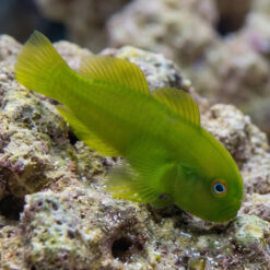 Alternative view of Emerald Coral Clown Goby