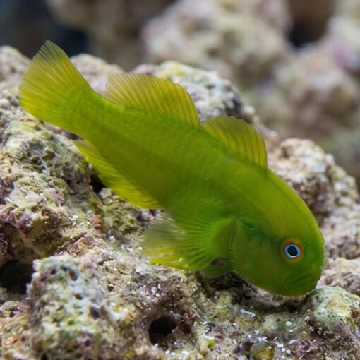 Emerald Coral Clown Goby - Image 2