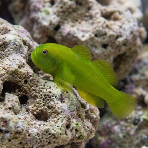 Emerald Coral Clown Goby - Image 3