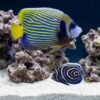 Emperor Angelfish