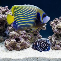 Emperor Angelfish