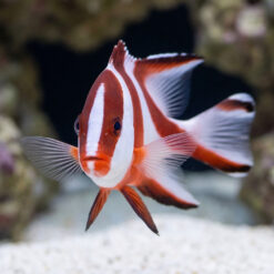 Alternative view of Red Emperor Snapper