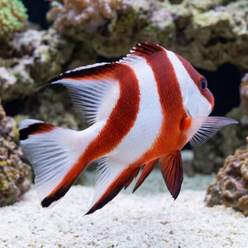 Red Emperor Snapper - Image 4