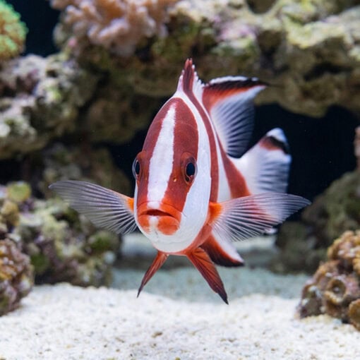 Red Emperor Snapper - Image 5