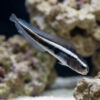 Engineer Goby