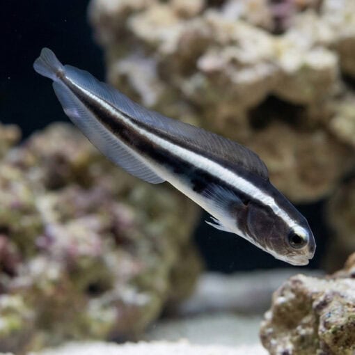 Engineer Goby
