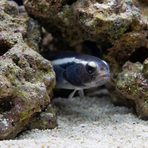 Engineer Goby - Image 2