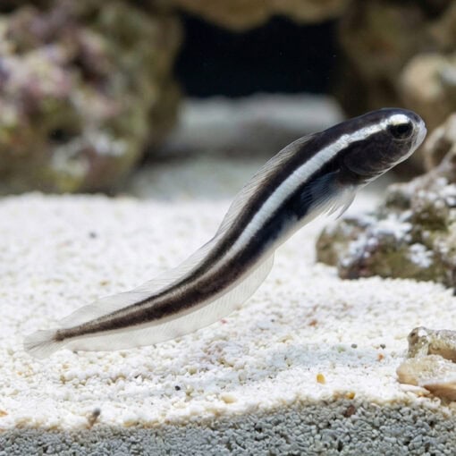Engineer Goby - Image 3