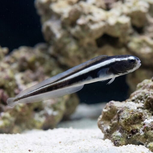 Engineer Goby - Image 4