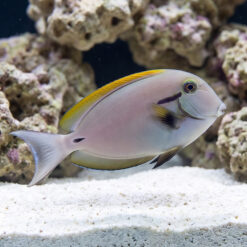 Epaulette (Black Shoulder) Tang