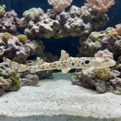 Epaulette Shark