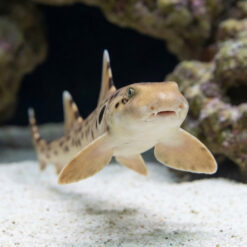 Alternative view of Epaulette Shark