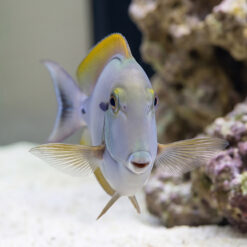 Alternative view of Epaulette (Black Shoulder) Tang