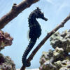 Erectus Seahorse